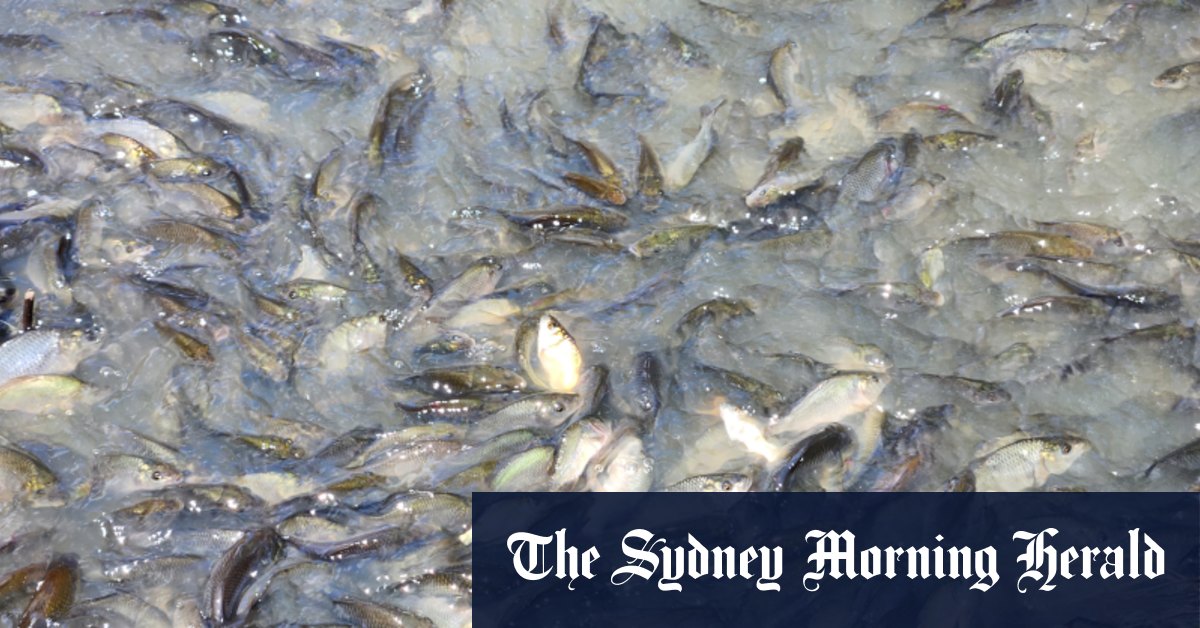 Les poissons envahissants profitent de la journée alors que les inondations s'étendent au sud et à l'ouest