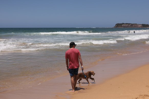 Une journée ensoleillée à Collaroy Beach la semaine dernière.  Les chiens ne sont pas autorisés sur la plupart des plages du nord, mais certains résidents bafouent les règles.