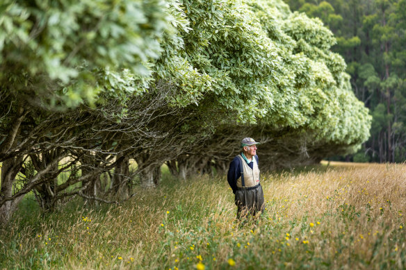 Rob Endersby se tient sous une haie plantée comme brise-vent pour protéger ses tulipes.  La haie a été mangée par les cerfs et ne sert plus de brise-vent.