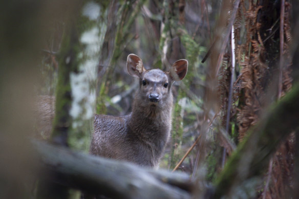 Un cerf sauvage à Sherbrooke Forrest.