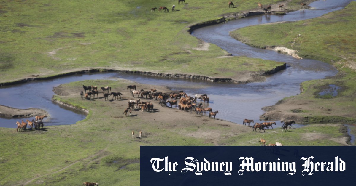 Le tir aérien de brumbies exclu à Kosciuszko malgré le rapport du gouvernement