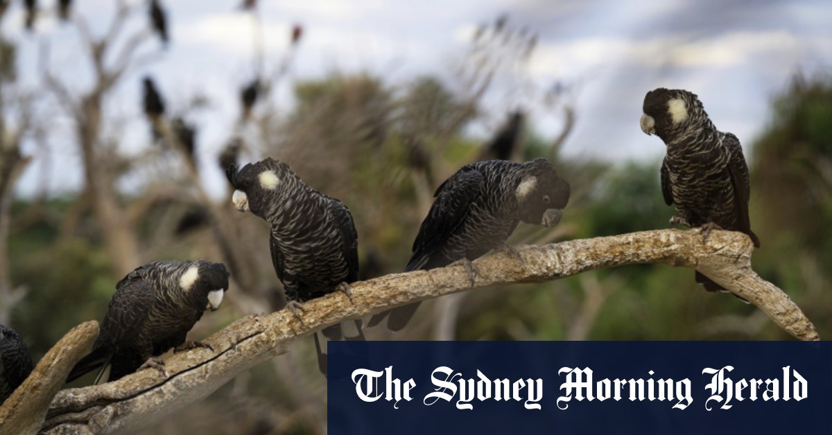 L'appel du chien de garde sur la plantation de pins Gnangara de Perth pourrait porter un «coup fatal» aux oiseaux