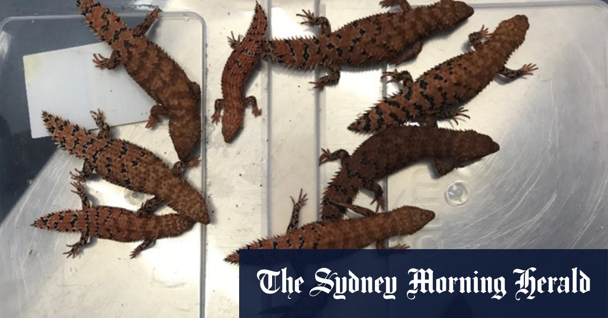 Des reptiles de contrebande cachés dans des ordinateurs d'occasion, des bottes Ugg et des vitamines