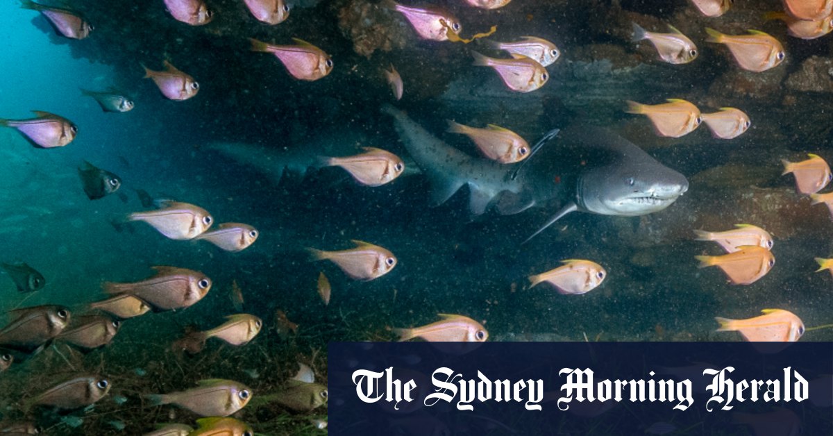 Le filet à requins de Bondi devrait être retiré, disent les militants, au milieu du risque d'extinction du requin nourrice gris