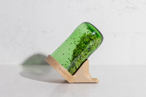 Récipient de germination de la verrerie recyclée.  