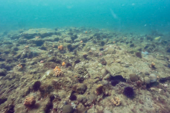 Les oursins laissent un paysage marin aride à Ricketts Point.