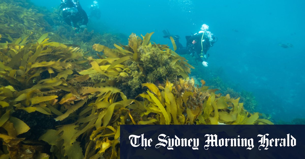 Projet de restauration du varech de Port Phillip Bay pour lutter contre les ravages des oursins