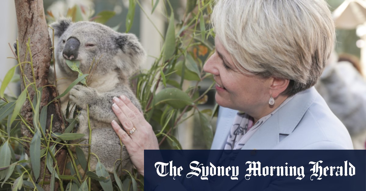 Les crédits de Plibersek pour la biodiversité "ne sauveront pas les koalas", selon les Verts
