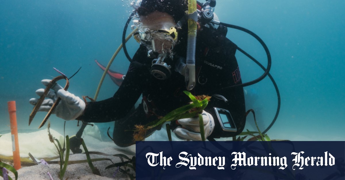 Le projet de restauration des herbiers du port de Sydney guérit les cicatrices
