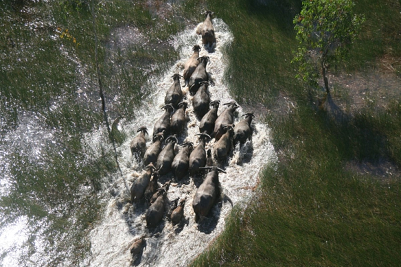 Le nombre d'animaux sauvages, y compris les buffles d'eau, a considérablement augmenté, les ressources insuffisantes étant incapables de réduire leurs populations.