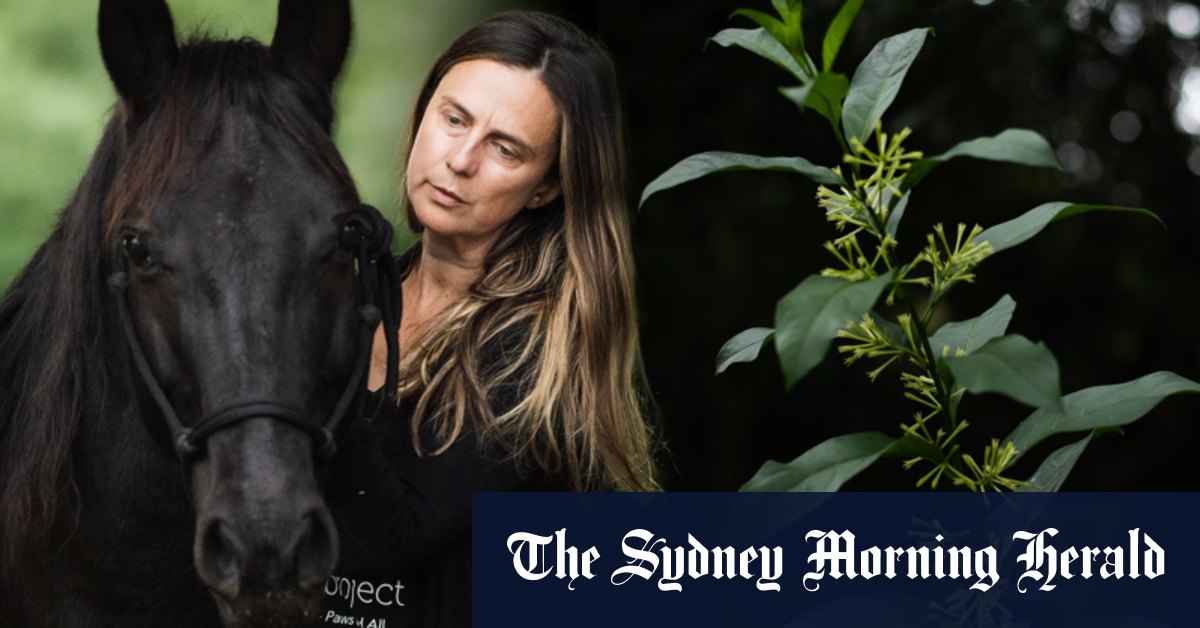Le jasmin à floraison nocturne est une mauvaise herbe toxique en Nouvelle-Galles du Sud.  Il est toujours vendu dans les jardineries