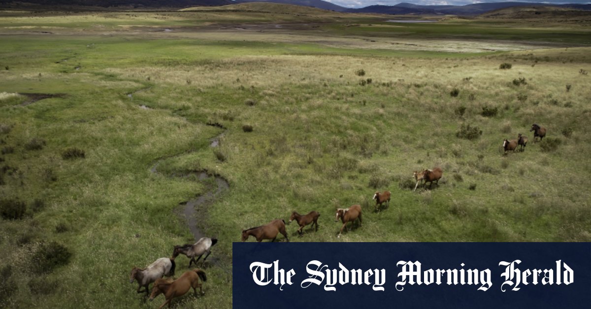 Tanya Plibersek est invitée à intervenir alors que les gardes du parc font face à des menaces de mort pour l'abattage brumby
