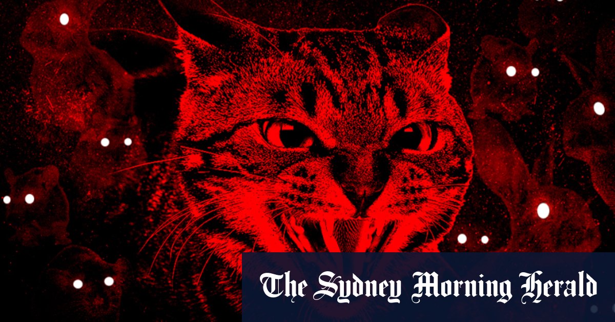 Les meurtres de chats domestiques vont augmenter à moins qu'une réglementation plus stricte ne soit introduite: étude de l'ANU