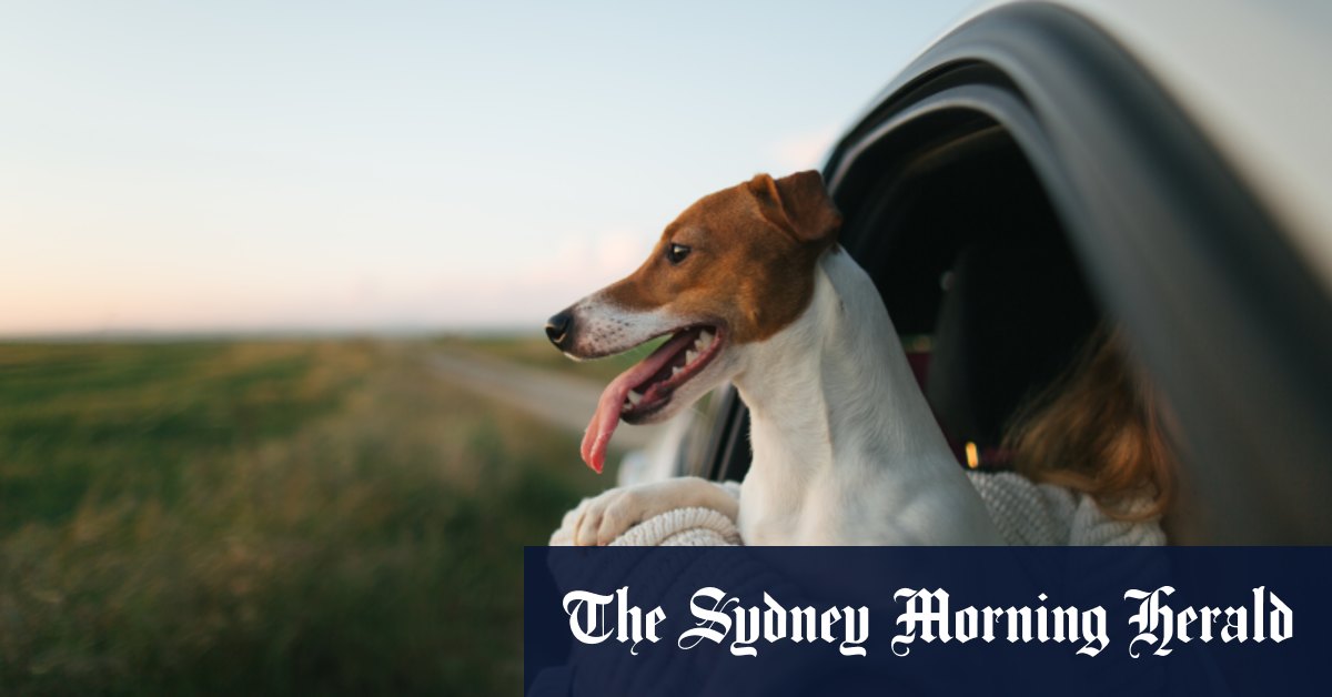 À l'intérieur des refuges pour victimes de violence familiale, faire de la place aux animaux de compagnie