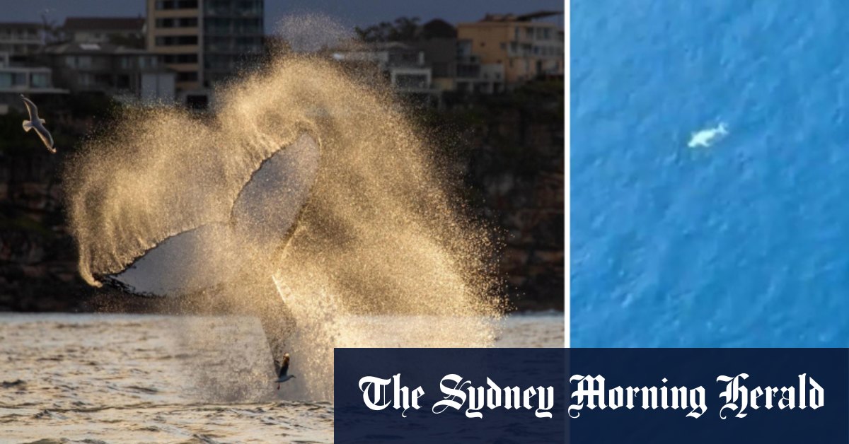Migaloo aurait pu retourner à Sydney pendant la saison d'observation des baleines