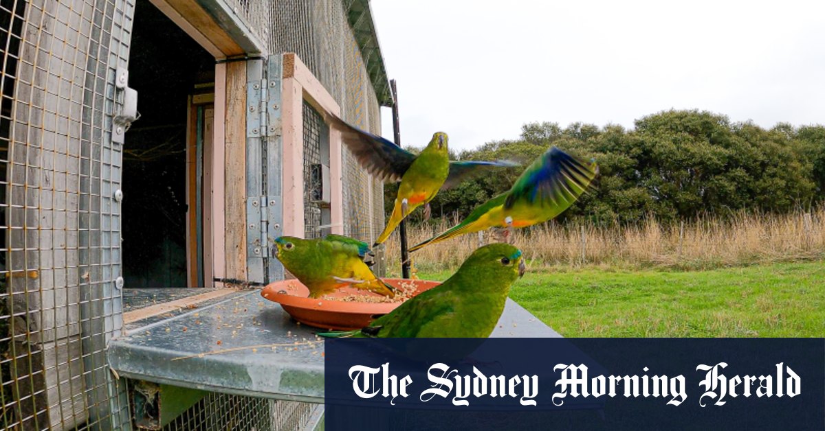 Comment suivre les perroquets à ventre orange, l'une des espèces les plus rares d'Australie