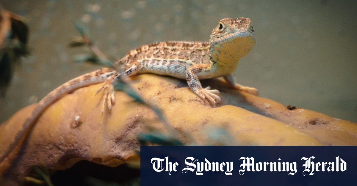 Redécouverte du dragon sans oreilles comme trouver le tigre de Tasmanie