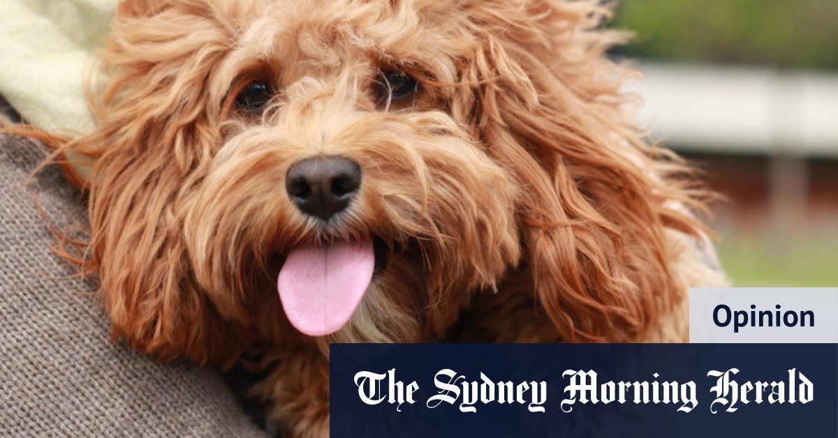 Que vous soyez propriétaire d'un animal de compagnie ou parent à fourrure, l'amour des chiots est réel