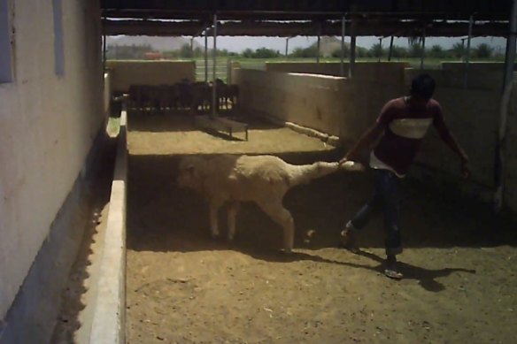 Animals Australia dit avoir identifié un animal traîné par la jambe comme ayant été exporté de Fremantle vers Oman.