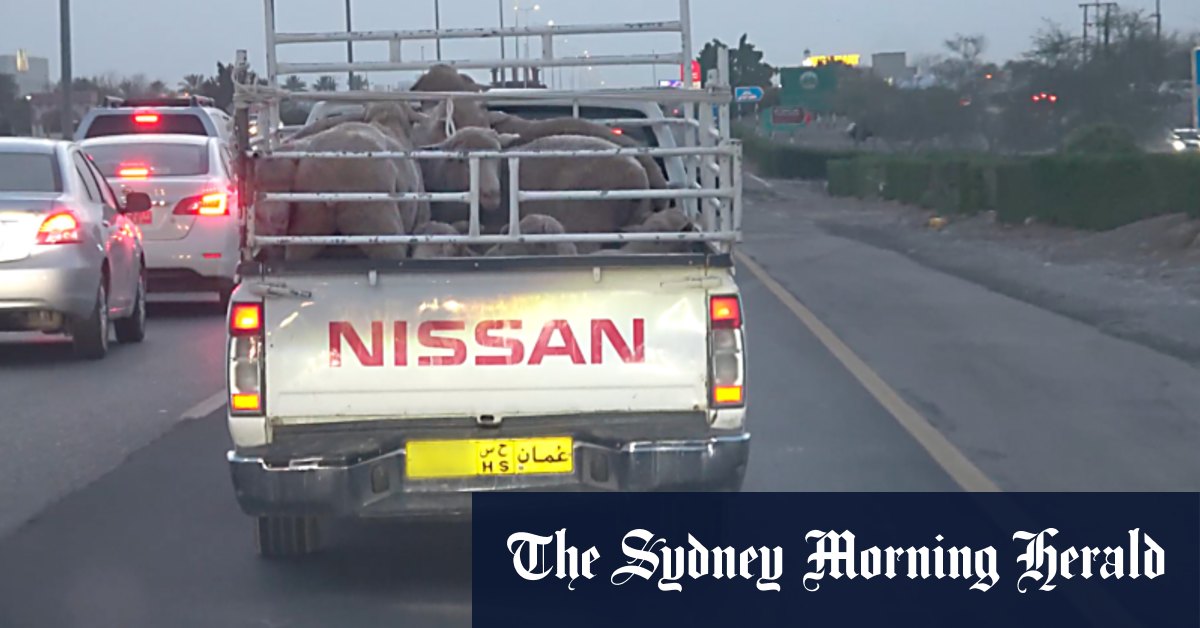 Le ministère de l'Agriculture enquête sur des allégations d'abus de moutons à Oman