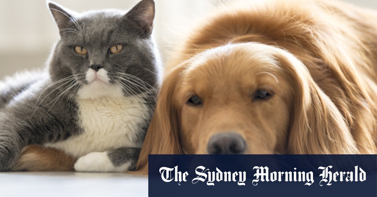 L'ASIC lance une campagne de répression majeure sur les produits d'assurance pour animaux de compagnie