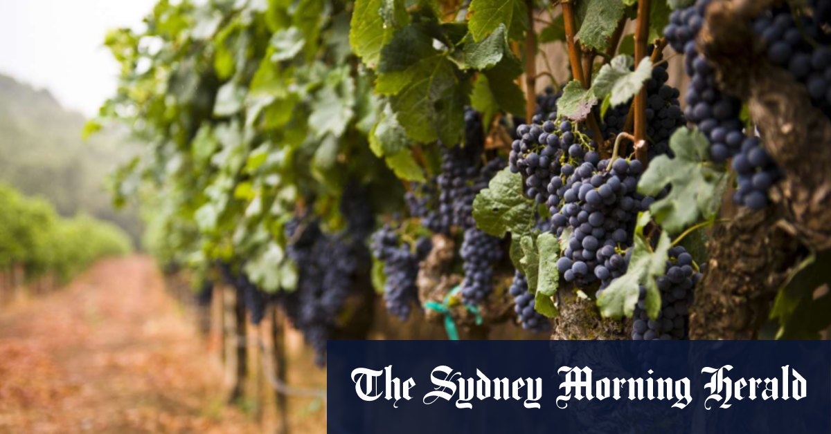 Le fabricant de Penfolds, Treasury Wine, ferme une cave victorienne alors que les buveurs rechignent à acheter du vin bon marché