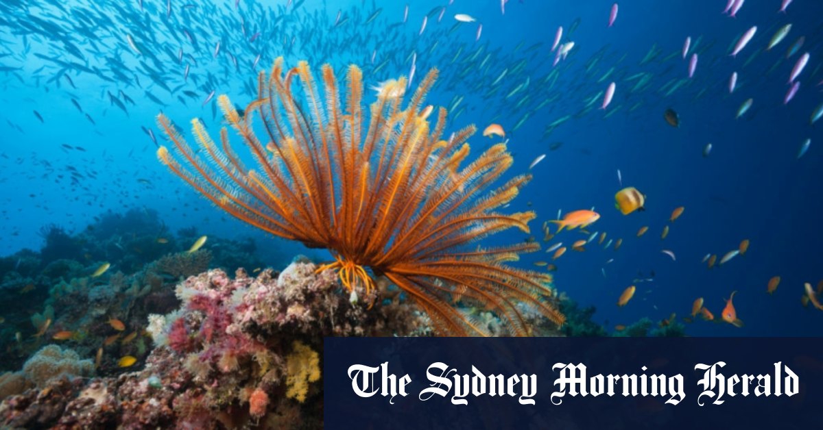 L'Australie obtient un sursis face à la menace qui pèse sur le statut de patrimoine mondial du récif