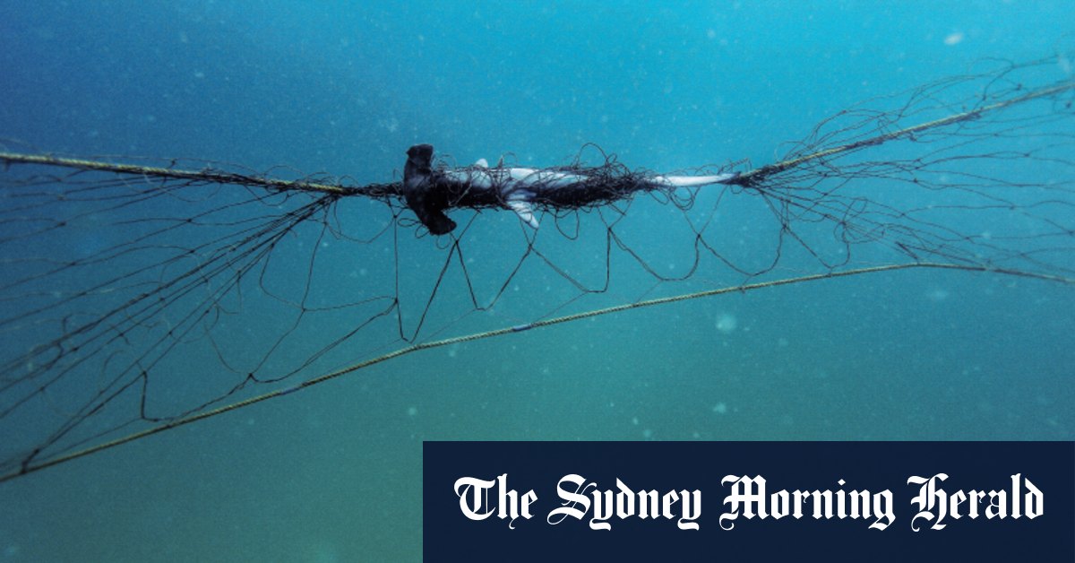 Filets à requins NSW attrapant des phoques et des dauphins