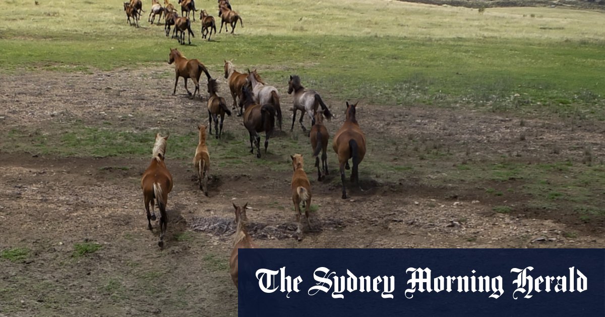 Prise de vue aérienne dans le parc national de Kosciuszko envisagée