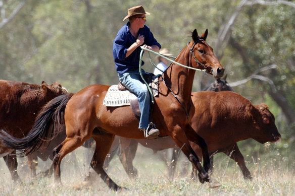 Harry rassemble du bétail sur un cheval appelé Guardsman à Tooloombilla, dans le centre du Queensland.