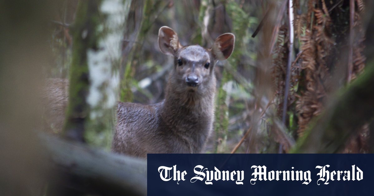 Les populations de cerfs sauvages seront éradiquées dans les zones pour arrêter de se propager à travers l'Australie