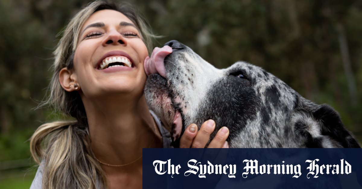 Est-il sécuritaire pour votre chien de vous lécher le visage?