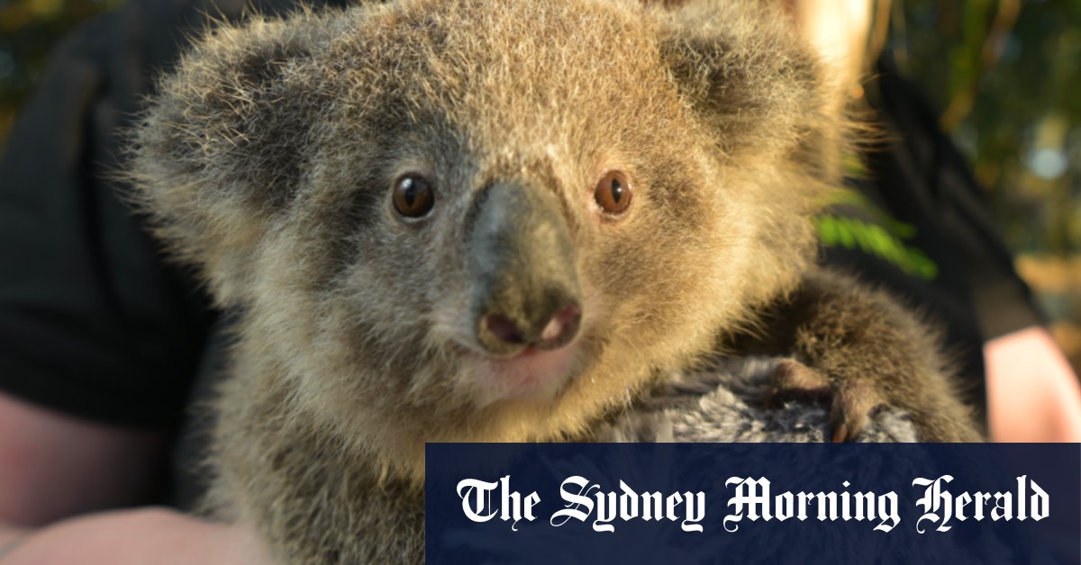La population de koalas de Sydney meurt à un rythme alarmant au milieu du développement immobilier et de l'épidémie de chlamydia