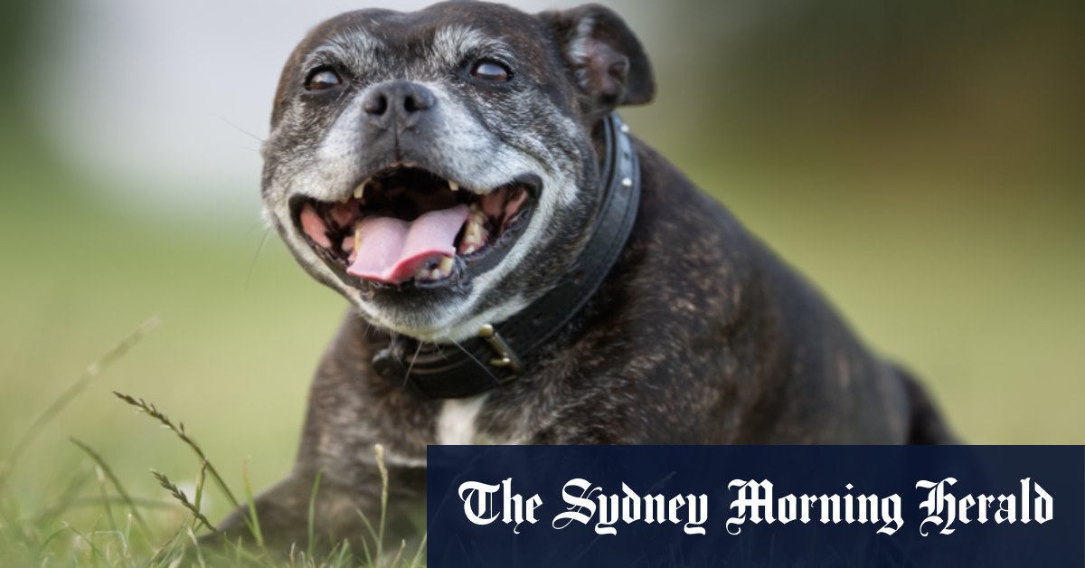 Vous voulez que votre chien vive plus longtemps ?  Assurez-vous qu'ils ont aussi une vie sociale