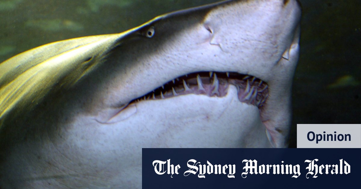 Les filets à requins captureront de nombreux animaux marins au large des plages de Sydney, mais pas les requins