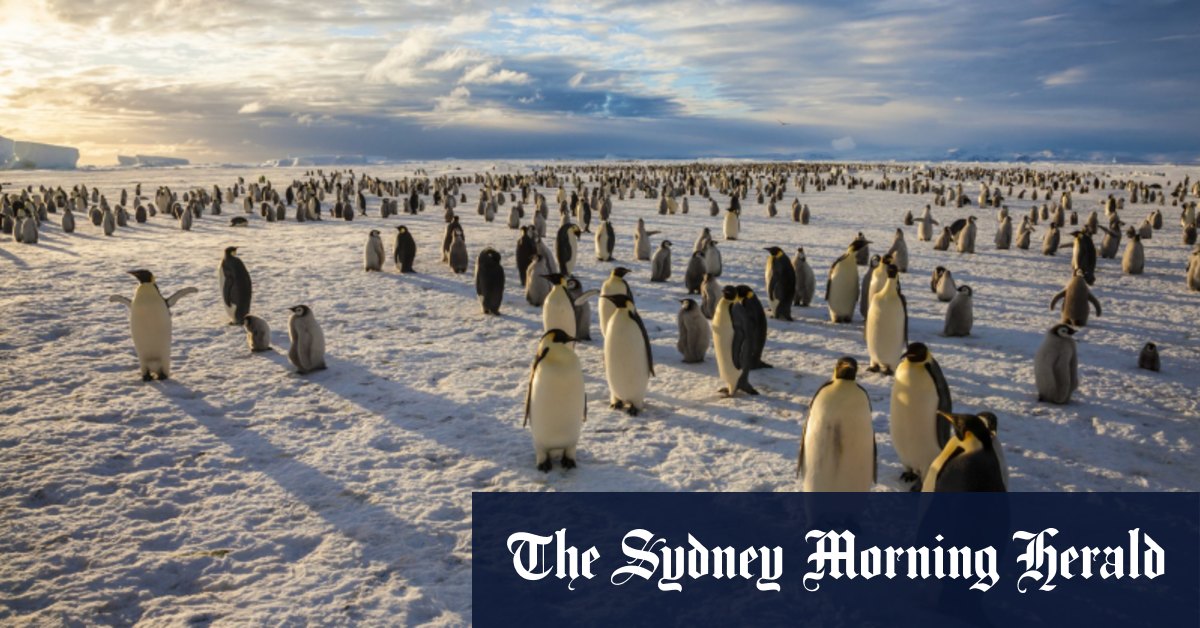 Le changement climatique alimente la perte de population de manchots empereurs de l’Antarctique