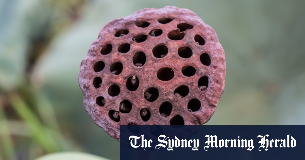 Pourquoi les petits trous me donnent-ils la chair de poule ?