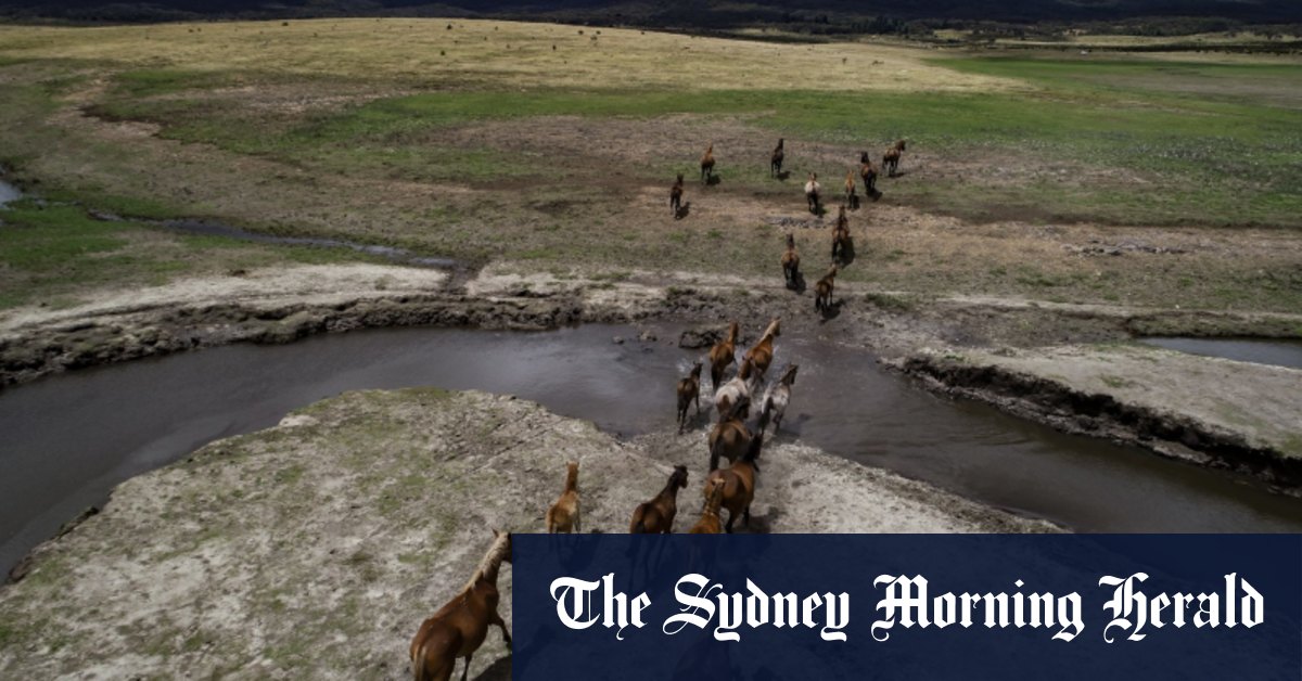 Le tir aérien d'animaux sauvages est le meilleur moyen de gestion : rapport du gouvernement de Nouvelle-Galles du Sud