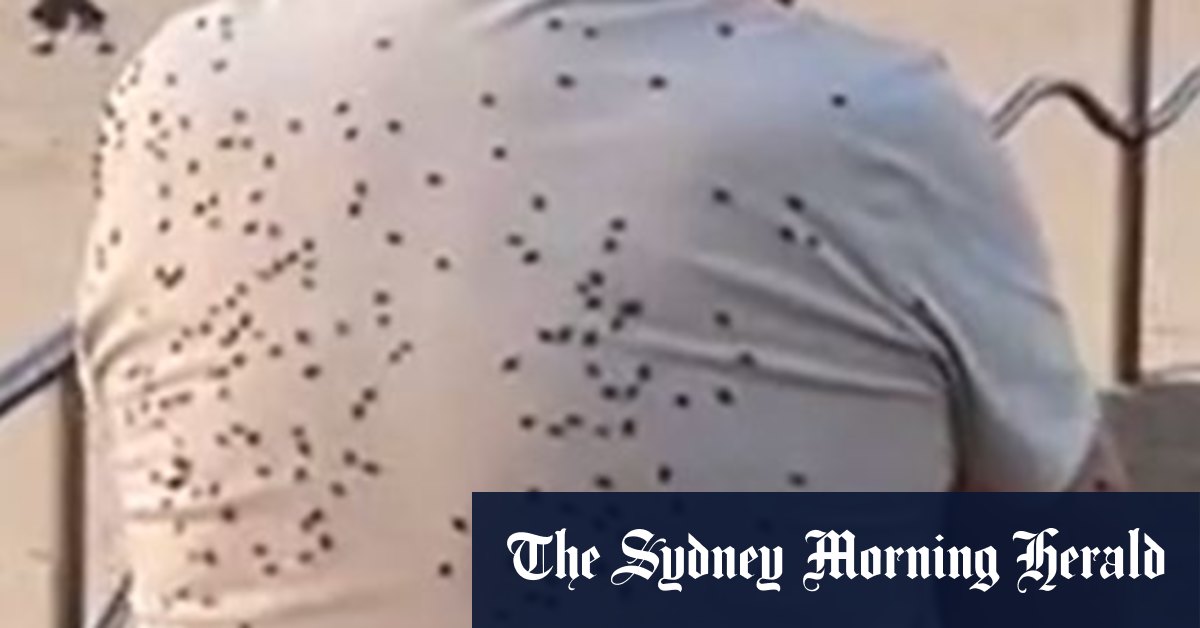 Pourquoi y a-t-il tant de mouches à Sydney en ce moment ?