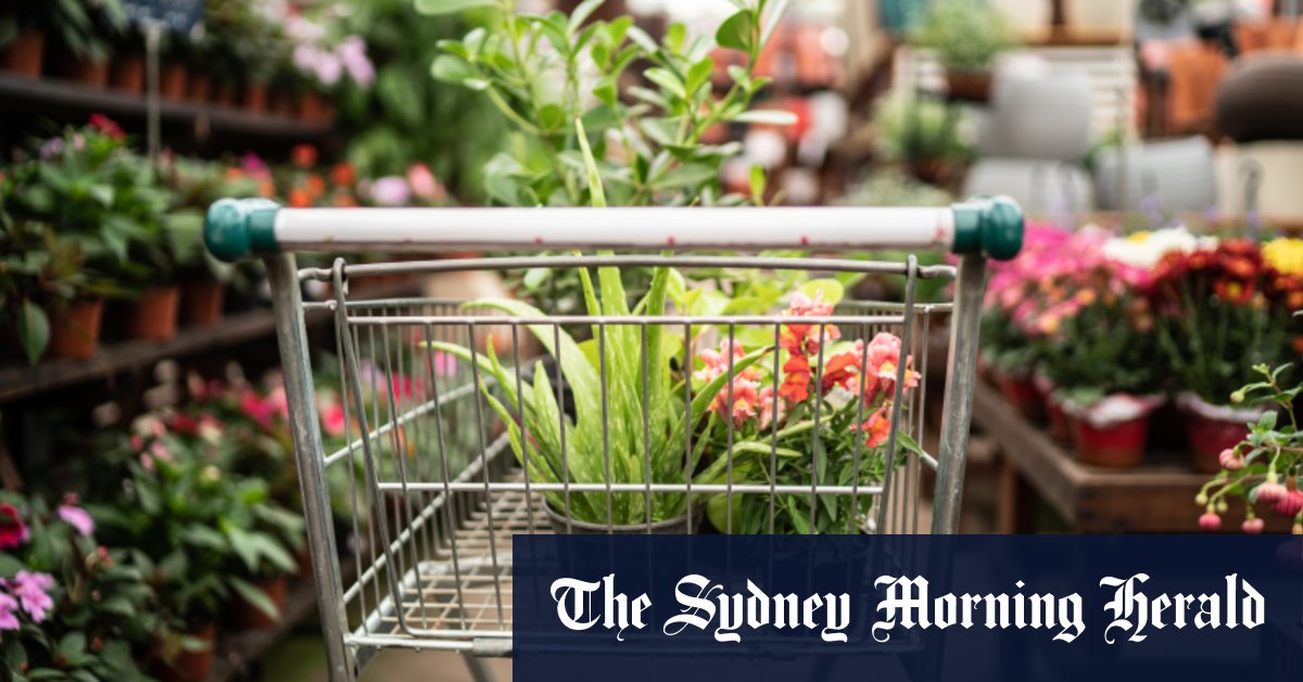 Vous achetez des plantes de printemps ?  Voici comment éviter les remords de l'acheteur