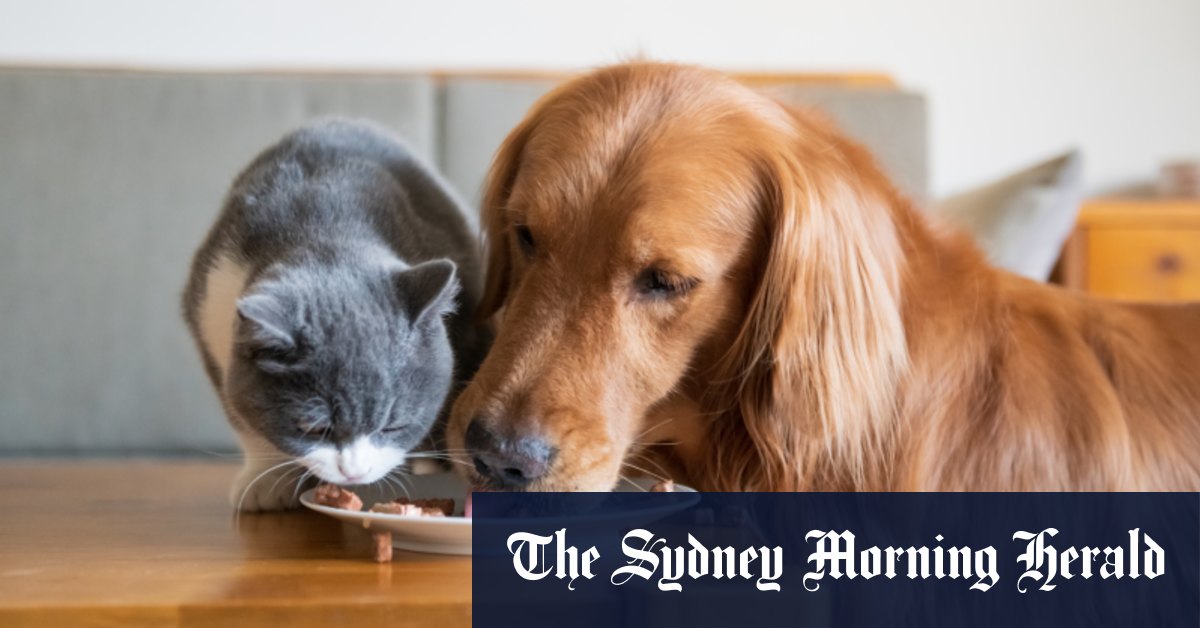 Les chiens et les chats peuvent-ils suivre un régime végétalien ?  Le visage changeant de la nourriture pour animaux de compagnie