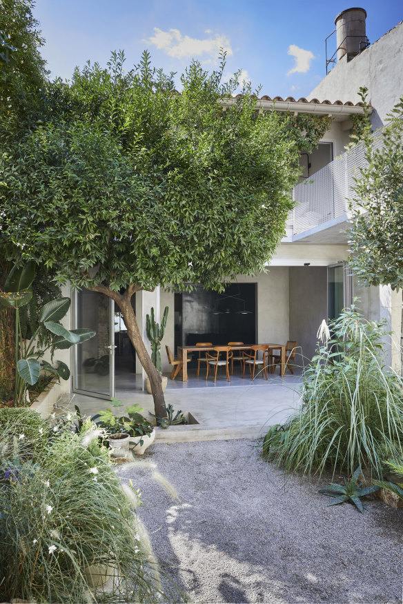 « Le vieux mandarinier est là depuis 60 ans, tandis que le reste du jardin est en chantier », explique Chard.  