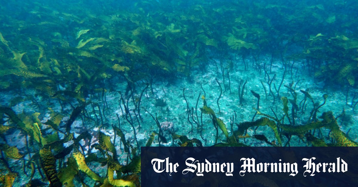 Un financement pour Great Southern Reef est demandé à l’approche d’une grave vague de chaleur