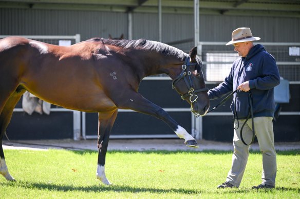 Tony McEvoy et Veight, avant les Coolmore Stud Stakes de samedi.