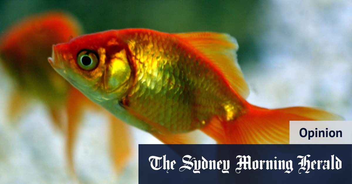 Pourquoi les enfants et les animaux ne font pas bon ménage