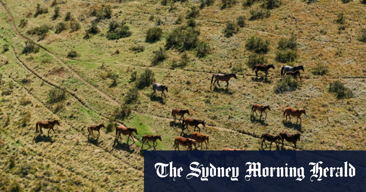 L'abattage des chevaux sauvages dans le parc national de Kosciuszko est un succès