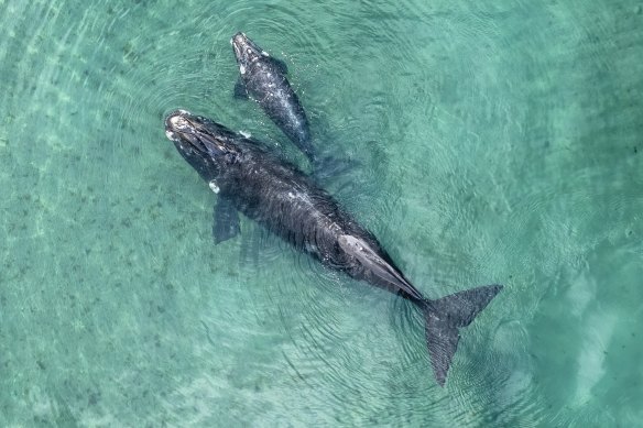 Une baleine avec son petit dans Planète Terre III.
