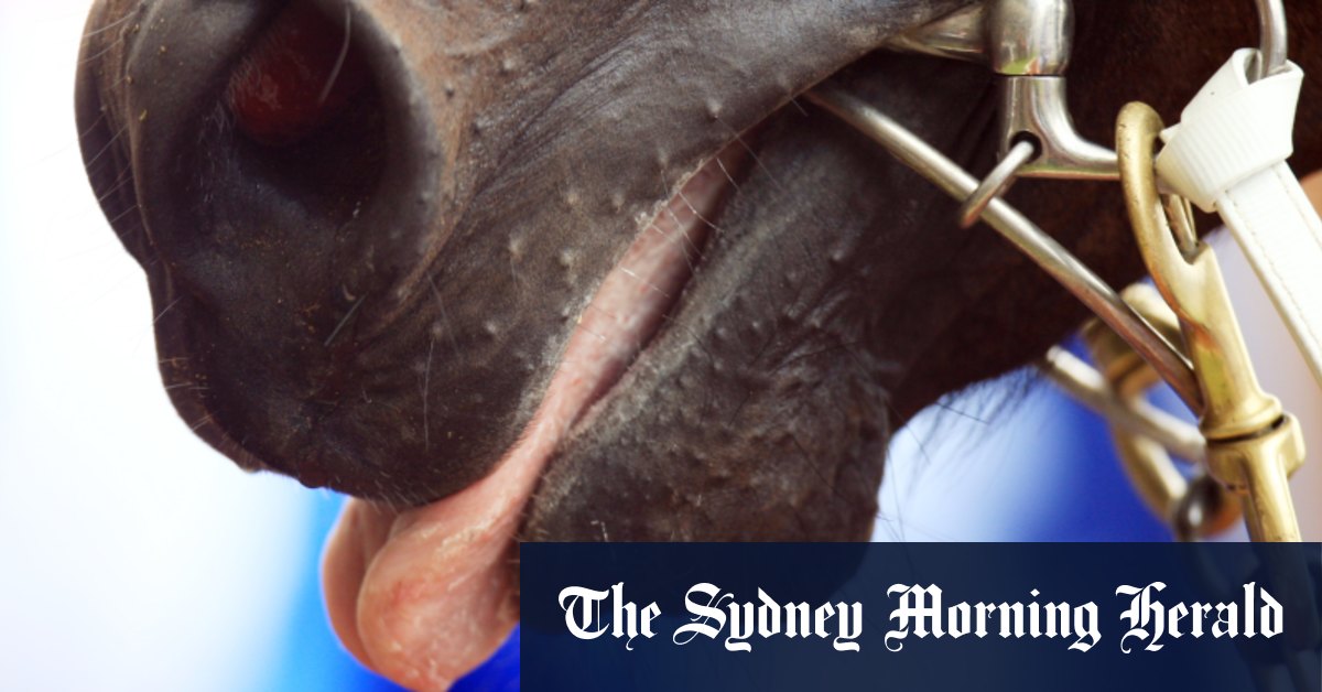 Le poulain Godolphin prêt à remporter la victoire qu'il mérite à Gosford