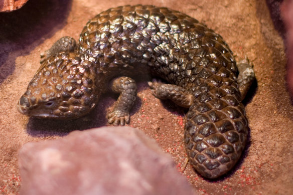 La tête et la queue du lézard bardeau ressemblent à des prédateurs confus.
