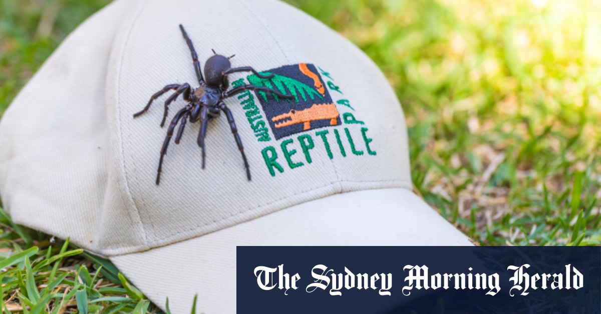 Comment traire cette araignée géante et mortelle en forme d'entonnoir de Sydney pourrait sauver une vie